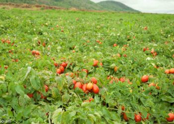 Goialli inicia plantio da safra de tomate industrial com investimento em torno de R$10 mi