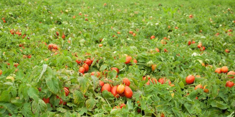 Goialli inicia plantio da safra de tomate industrial com investimento em torno de R$10 mi