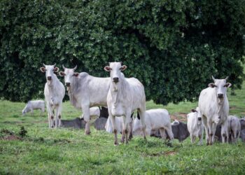 Com maior rebanho do país, MT tem 34,3 milhões de animais