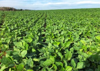 Show Safra coloca biotecnologia em evidência