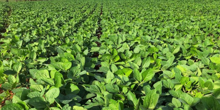 Show Safra coloca biotecnologia em evidência