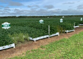 Soja convencional brasileira pode chegar ao Japão