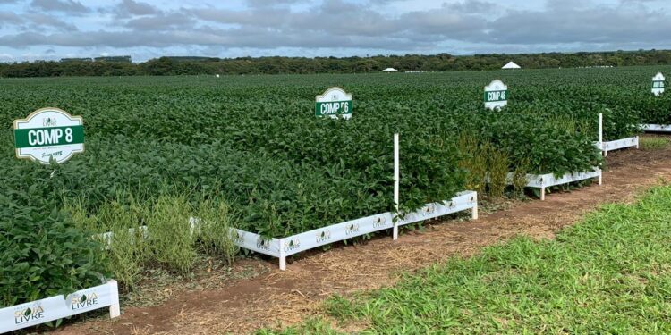 Soja convencional brasileira pode chegar ao Japão