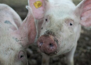 TopGen usa economia circular para tornar suinocultura mais sustentável