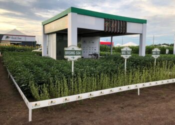 Soja livre de transgênicos é pauta de evento na Alemanha; Brasil produz quase um milhão de hectares
