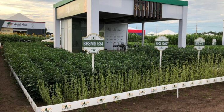 Soja livre de transgênicos é pauta de evento na Alemanha; Brasil produz quase um milhão de hectares