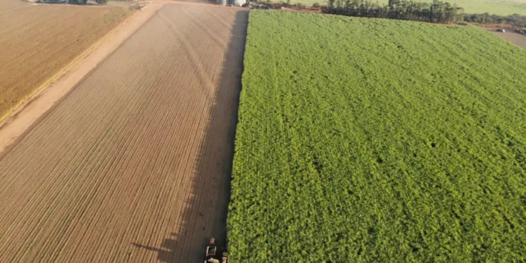 BrasilAgro vende a Fazenda Araucária (GO) por R$ 417,8 milhões