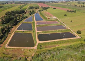 Bioestumulador é estratégia para piscicultores