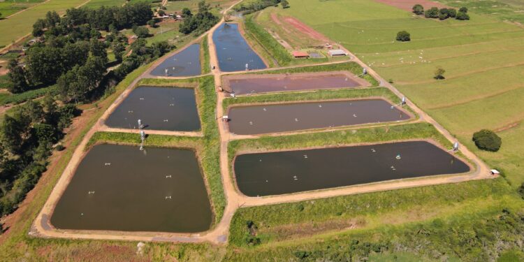 Bioestumulador é estratégia para piscicultores