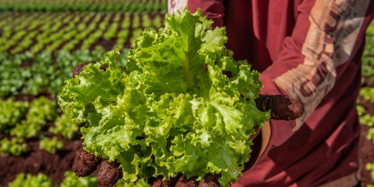 Em Goiás, Programa de Aquisição de Alimentos terá investimento de R$ 12 milhões em 2023