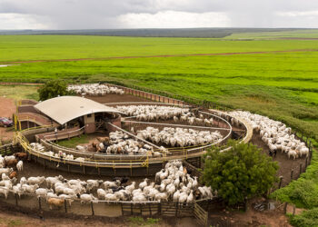 Mapeamento da cadeia de fornecimento de gado da Bom Futuro garante origem socioambiental do rebanho