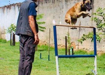Expoagro terá oficina gratuita para tutores de cães