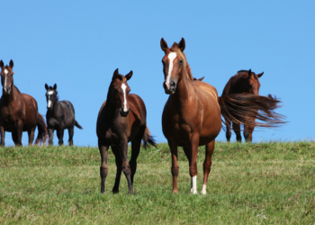 Mapa tem nova legislação para prevenção, controle e erradicação do mormo no Brasil