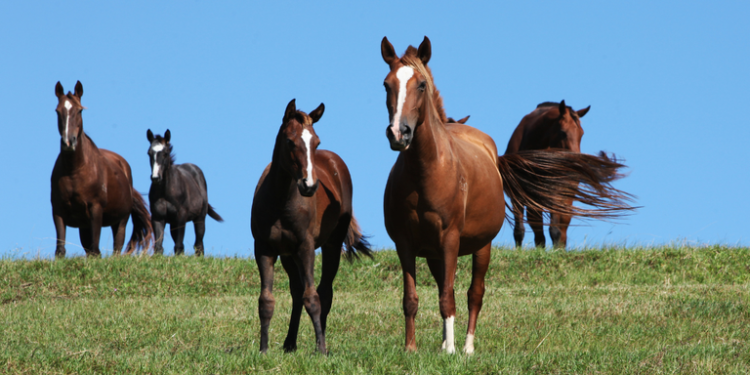Mapa tem nova legislação para prevenção, controle e erradicação do mormo no Brasil
