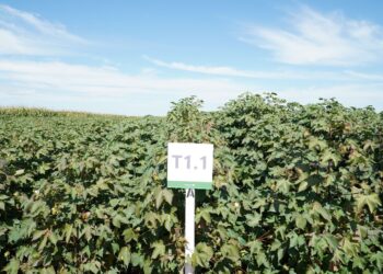 Rotylenchulus reniformis impõe dificuldades ao cultivo de algodão no sul de MT