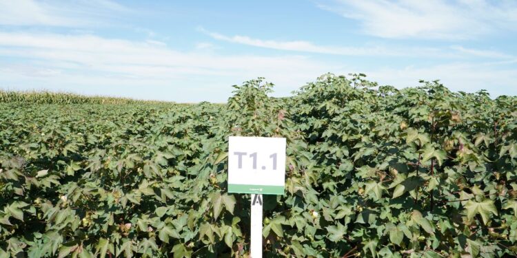 Rotylenchulus reniformis impõe dificuldades ao cultivo de algodão no sul de MT