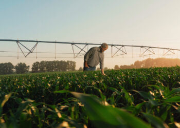 Sicredi disponibiliza R$ 60 bilhões para safra 2023/2024  