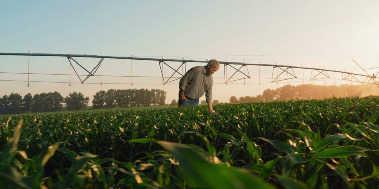 Sicredi disponibiliza R$ 60 bilhões para safra 2023/2024  