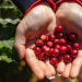 Cafeicultura ganha qualidade com ajuda da biotecnologia