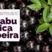 Emater realiza 2º Encontro Técnico sobre a cultura da jabuticabeira em Hidrolândia (GO)