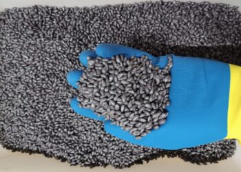 FMC e Girassol Agrícola disponibilizam tecnologia inédita aos cotonicultores