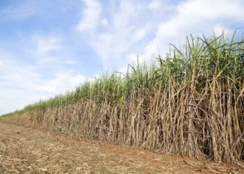 Setor de bioenergia ganha eficiência com aplicação da geotecnologia