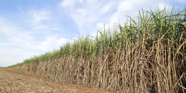 Setor de bioenergia ganha eficiência com aplicação da geotecnologia
