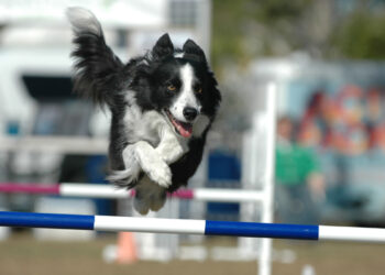 Game Dog agita disputa em Anápolis