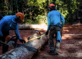 Óleos essenciais, castanhas e madeira em tora colocam MT em 2º lugar em produção extrativista