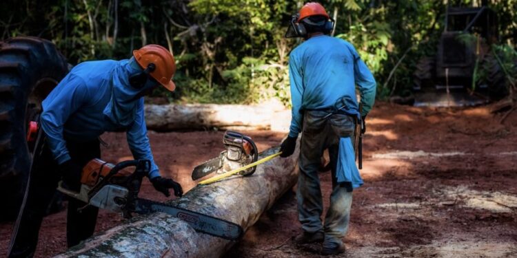 Óleos essenciais, castanhas e madeira em tora colocam MT em 2º lugar em produção extrativista