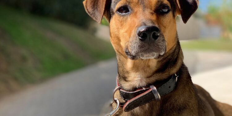 Marcas se adequam para inclusão de cultura pet friendly