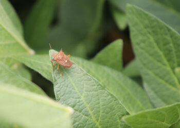 Desalojantes podem elevar em até 40% eficiência dos inseticidas