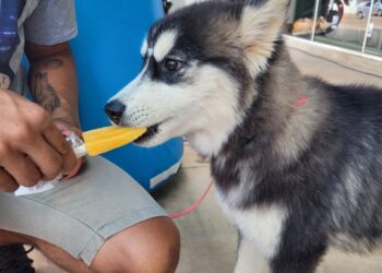 Sorveterias de Anápolis oferecem opções para pets