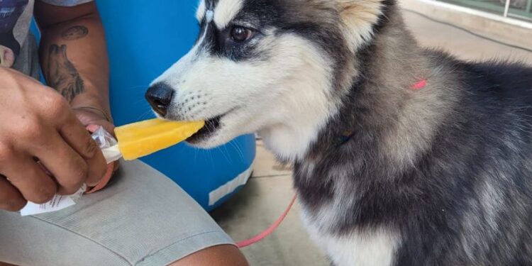 Sorveterias de Anápolis oferecem opções para pets