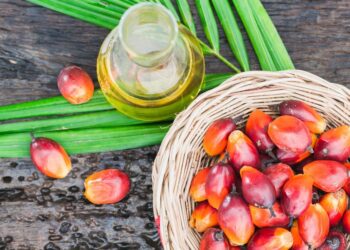 Agropalma lança gordura em escama para indústrias de alimentos, cosméticos e materiais escolares