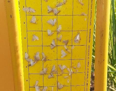 Engineering Brasil e Google promovem transformação digital no manejo de pragas da Uisa