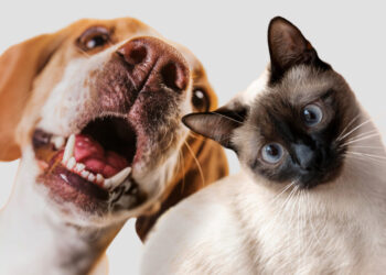 Generali e Novo Mundo lançam produto com assistência para animais de estimação