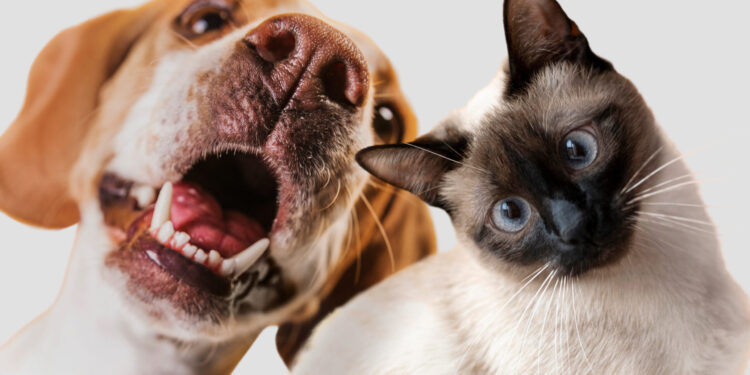 Generali e Novo Mundo lançam produto com assistência para animais de estimação