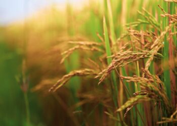 Nematoides no arroz: prejuízo que o produtor não vê