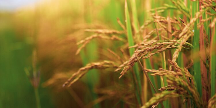 Nematoides no arroz: prejuízo que o produtor não vê