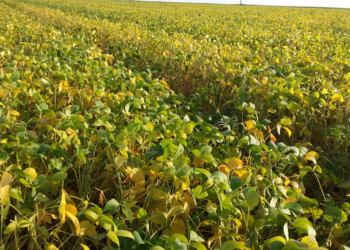 Clima atípico reitera a importância do seguro agrícola para proteger lavouras de grãos