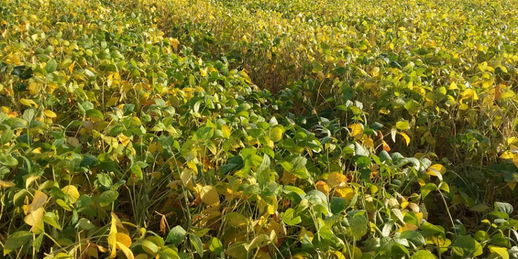 Clima atípico reitera a importância do seguro agrícola para proteger lavouras de grãos