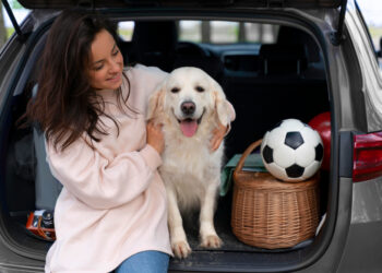Pet na estrada: 6 perguntas para se fazer antes de levar o ‘aumigo’ em viagens