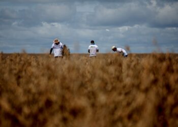 Sob impacto do El Niño, safra de soja apresenta perdas irreversíveis em todos os estados brasileiros