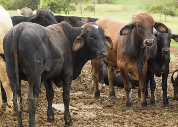 Abate de bovinos e suínos cresce no 4º trimestre de 2023