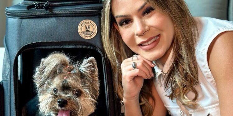 Umuarama Concessionária Volkswagen oferece acessórios para transporte pet