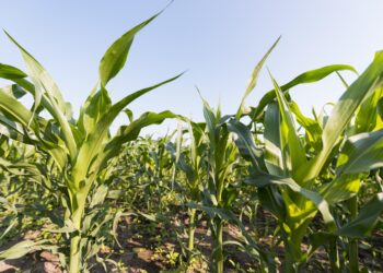 Seca afeta áreas de milho segunda safra, aponta EarthDaily Agro