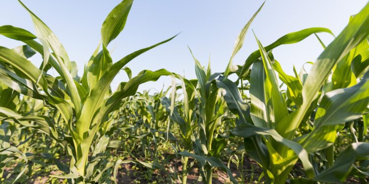 Seca afeta áreas de milho segunda safra, aponta EarthDaily Agro