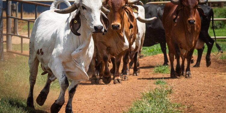 Goiás recebe reconhecimento nacional de livre de febre aftosa sem vacinação