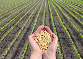 Derivados da soja sofrem queda em MT no primeiro bimestre